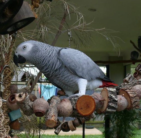 ŽAKO KONGO | Predaj papagájov | Potrava | Rozmnožovanie